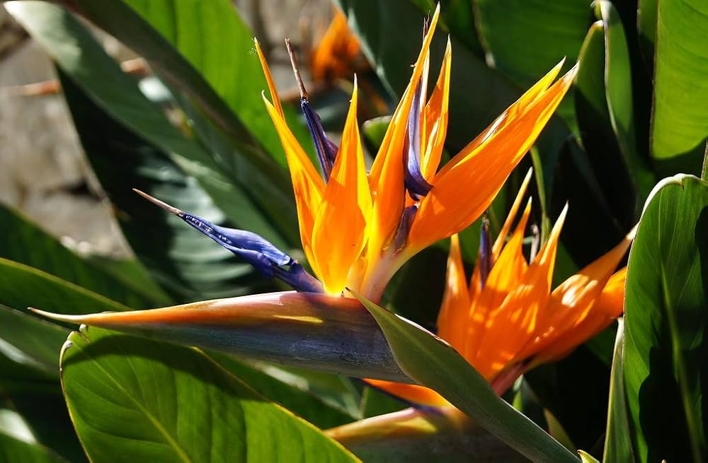 Bird of Paradise Plant Seeds for Planting
