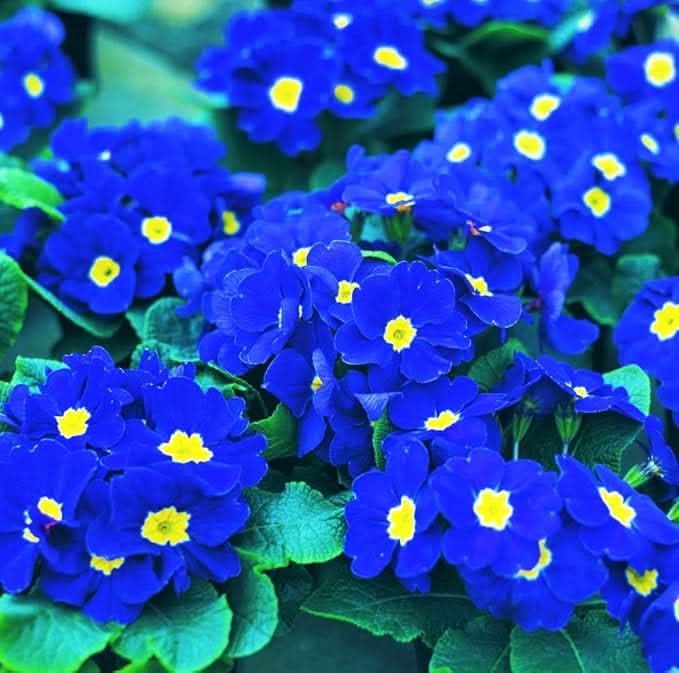 Rainbow Primrose Primula Malacoides Flower Seeds for Planting in Home Garden and Balcony Pots