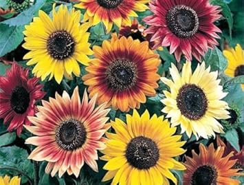 Mixed Sunflower Flower Heirloom Non Gmo Image