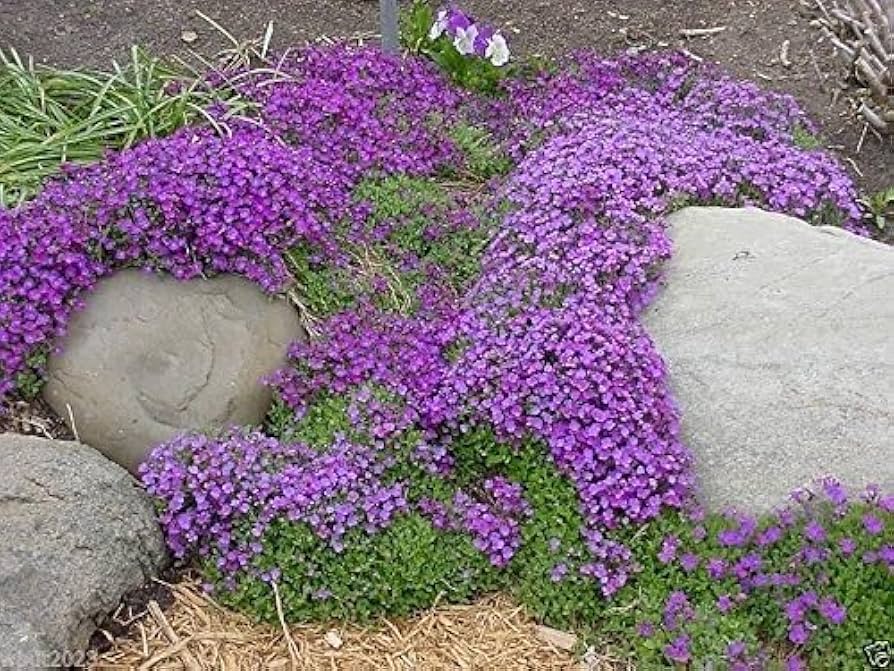Red Aubrieta Cascade (Aubrieta deltoidea) for planting in rock garden