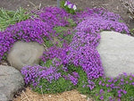 Red Aubrieta Cascade (Aubrieta deltoidea) for planting in rock garden