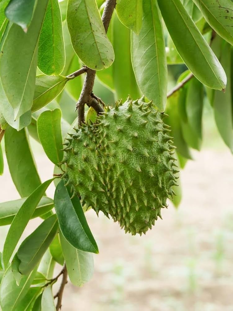 Graviola Annona Muricata Soursop Seeds Pcs for Bonsai or Tropical Garden