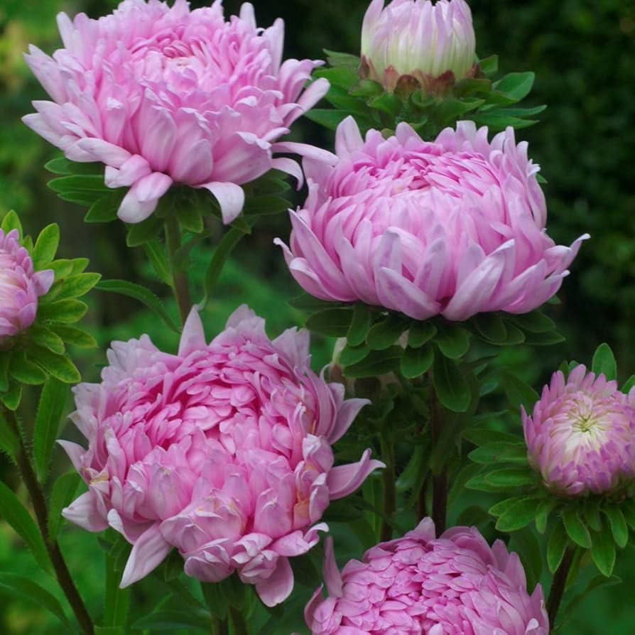 Aster Paeony Duchess Scarlet Callistephus seeds