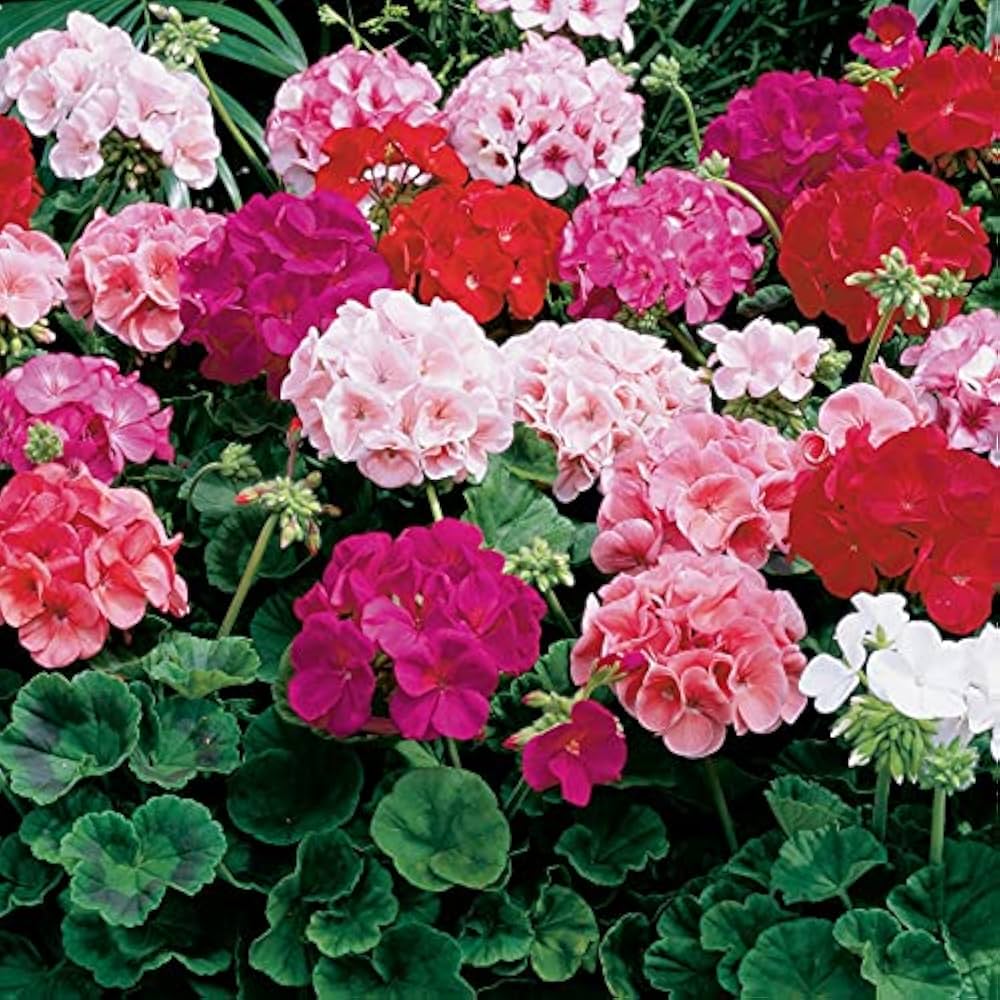 Mixed Geranium Plant Seeds for Planting NON GMO Seeds seeds for planting in home garden