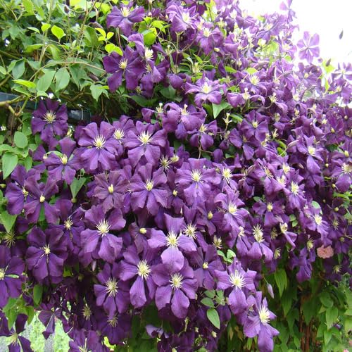 Clematis Flower Violet