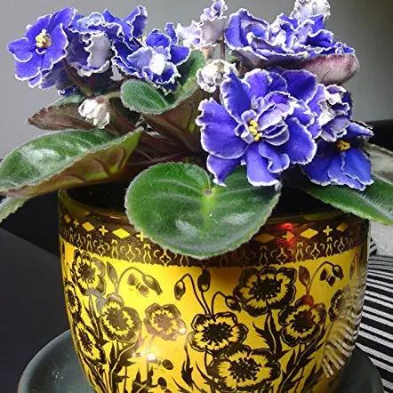 Violet Matthiola Incana Planting Seeds for Garden NON GMO Seeds for planting in home garden