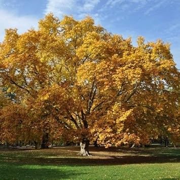 Yellow Sycamore Maple Heirloom Non Gmo Image