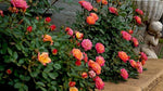 Miniature rose bonsai seeds for planting in indoor gardens