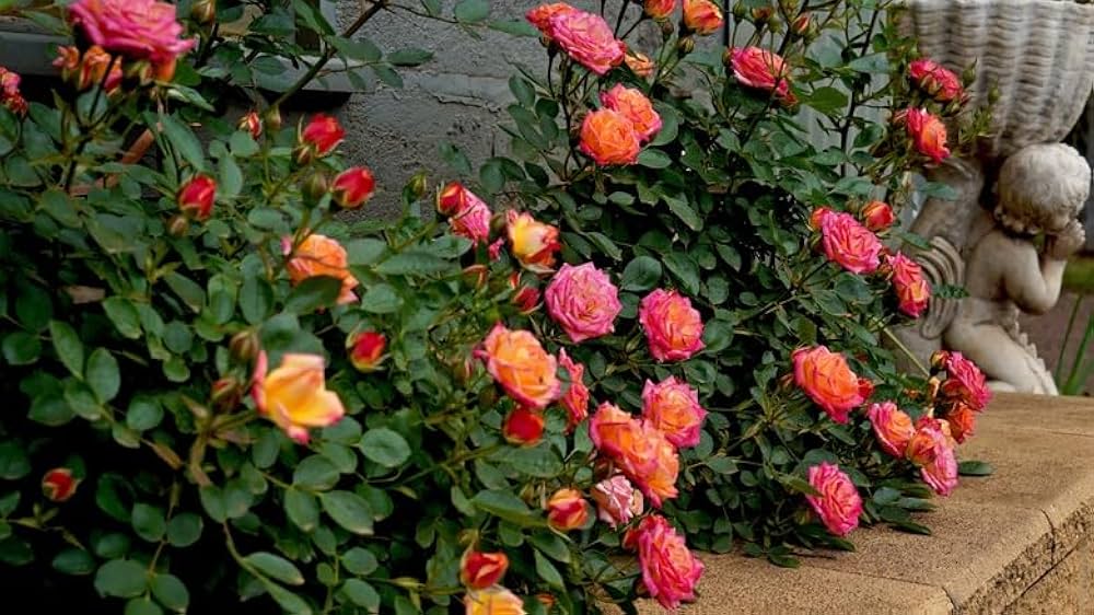 Miniature rose bonsai seeds for planting in indoor gardens
