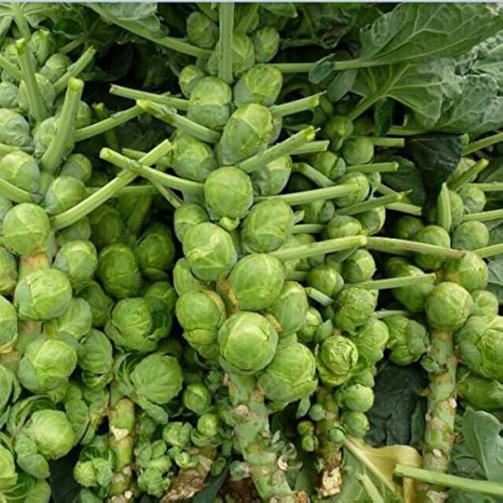 Mezzo Nano Brussels Sprout Brassica Oleracea Seeds