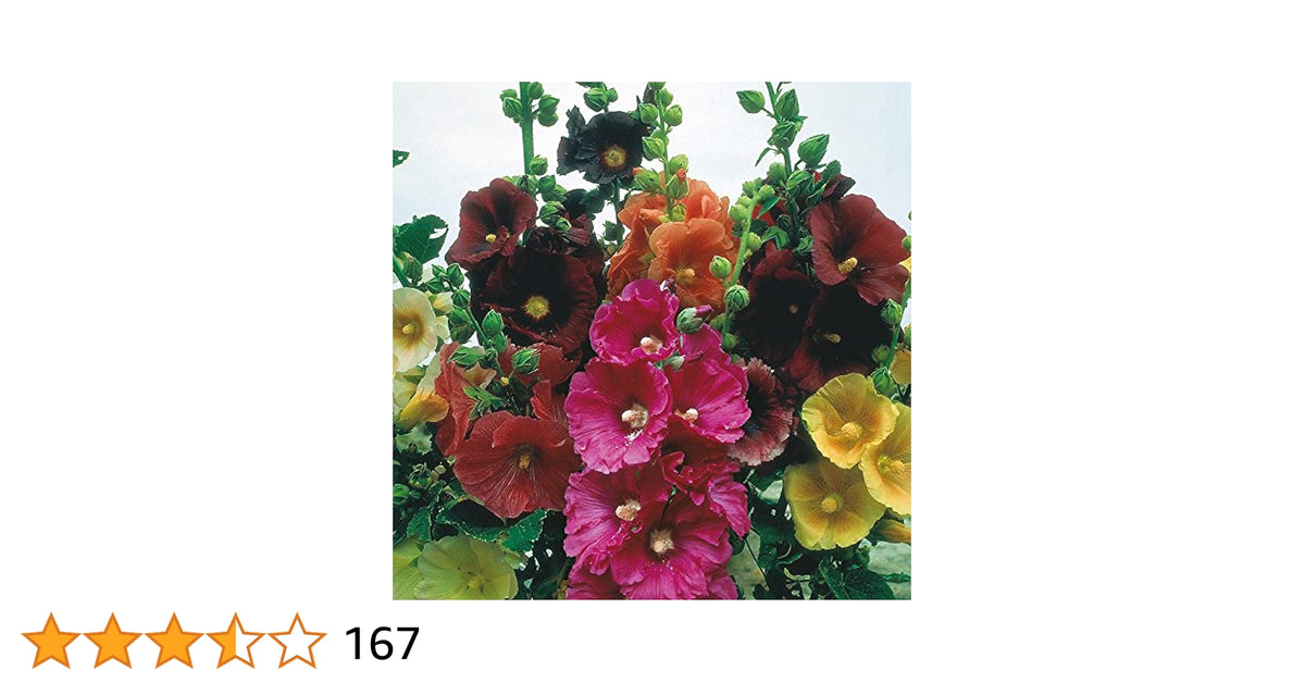 Malve Super-Single-Mix Seeds for Planting home garden flower bed