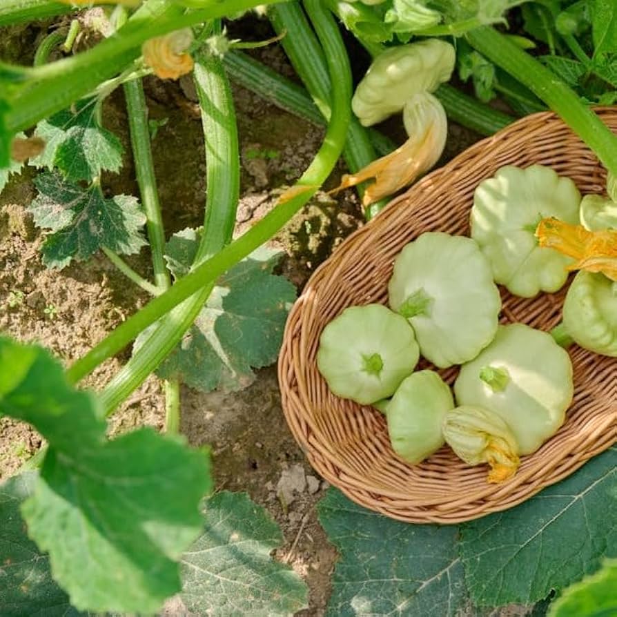 Squash Summer Velvet Bennings Green Tint Scallops Garden Vegetable Seeds for Tender and Flavorful Squash