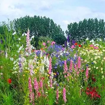 Heirloom Non-GMO Lavender Flower Seeds Mixed Colors for Garden Planting – Aromatic Floral Blend Dhara Seeds
