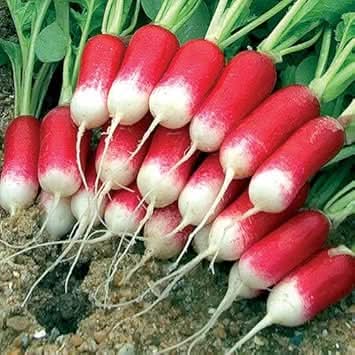 Red White Radish Raphanus sativus for planting in vegetable patch