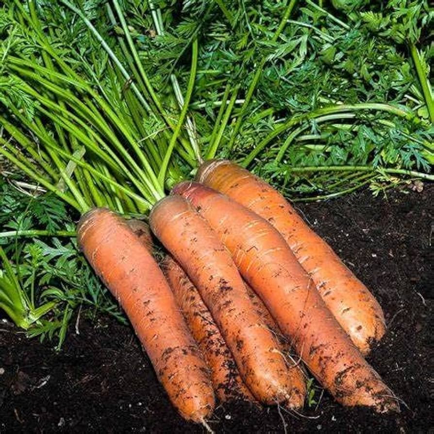 Scarlet Nantes Carrot Seeds – Organic Non-GMO (+ Seeds)