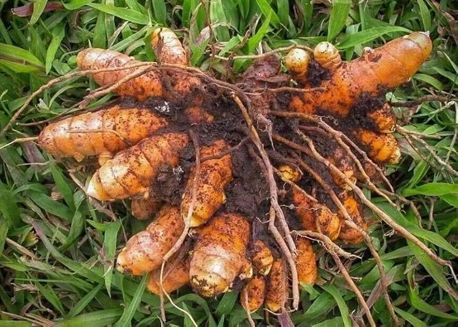 Brown Turmeric Root Seeds for Planting – Fresh, Organic, Non-GMO for Garden