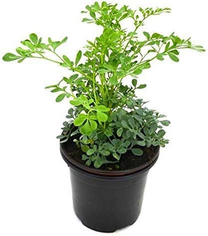 Rue Herb Seeds Pieces for Planting