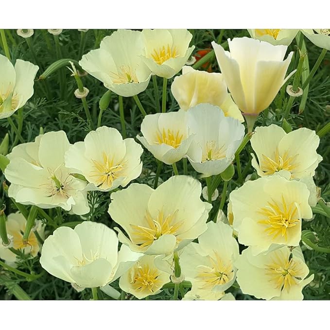 California Poppy Seeds - Thai Silk Pink Champagne