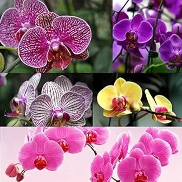 Phalaenopsis Orchid Flower Seeds Multi-Colored for Planting - NON GMO Seeds for planting in home garden