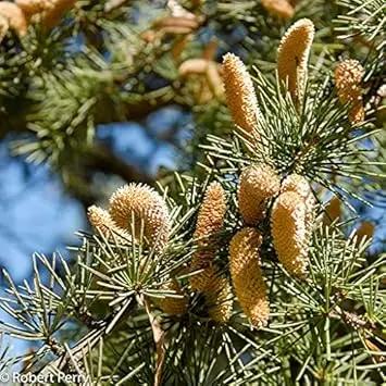 Cedrus Deodara Tree Seeds for Planting - NON GMO Seeds Dhara Seeds