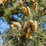 Cedrus Deodara Tree Seeds for Planting - NON GMO Seeds Dhara Seeds