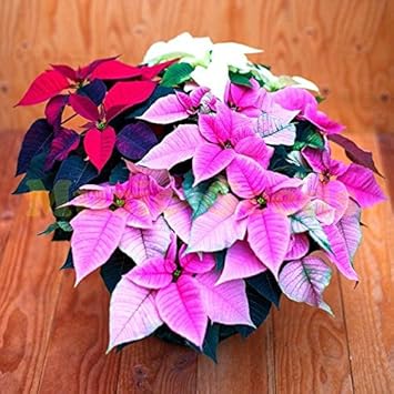 Mixed Poinsettia Flower Seeds - 100 pcs