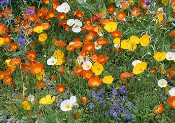 Nudicaule Flower Seeds for Planting, Heirloom, Non-GMO, 100 for planting in home garden