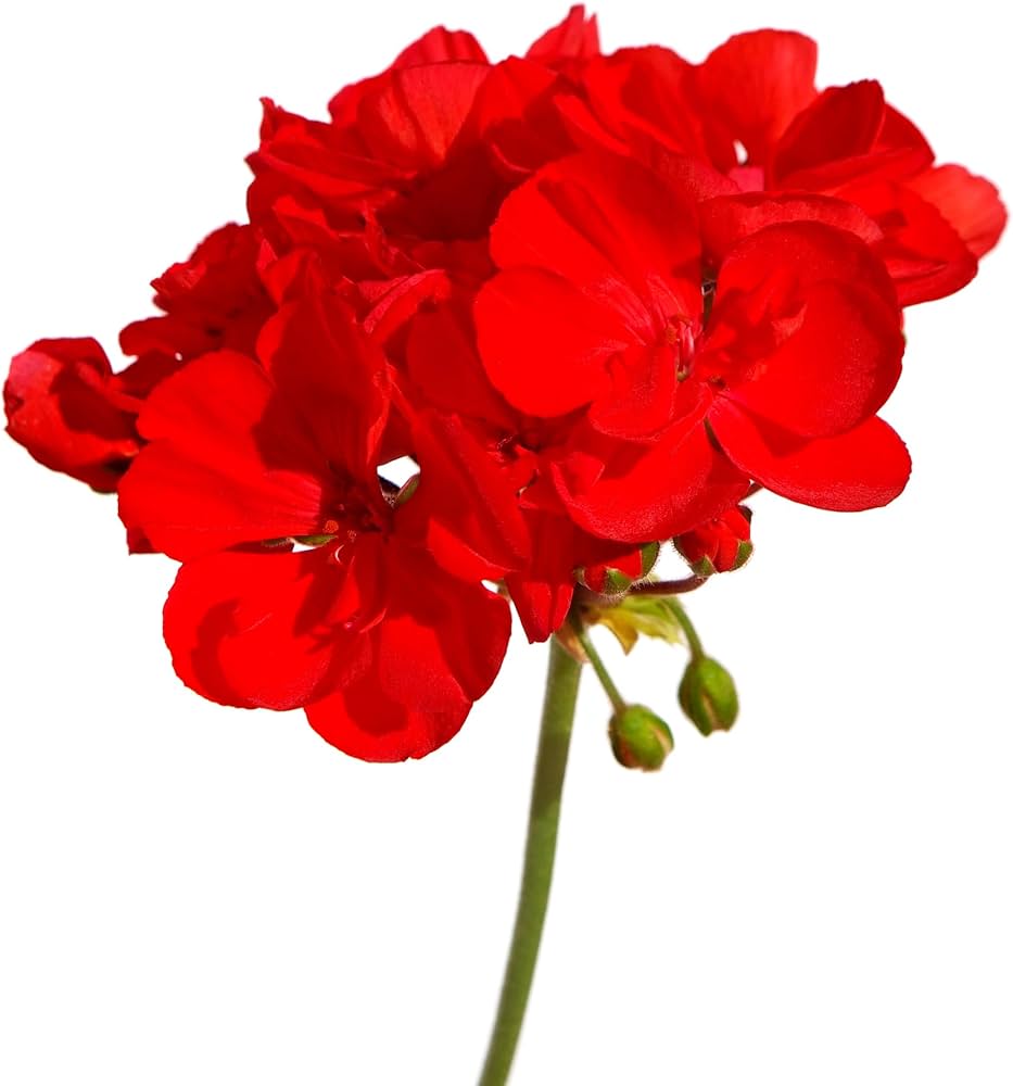 Ringo cardinal geranium Pelargonium × hortorum flower seeds for planting in backyard gardens