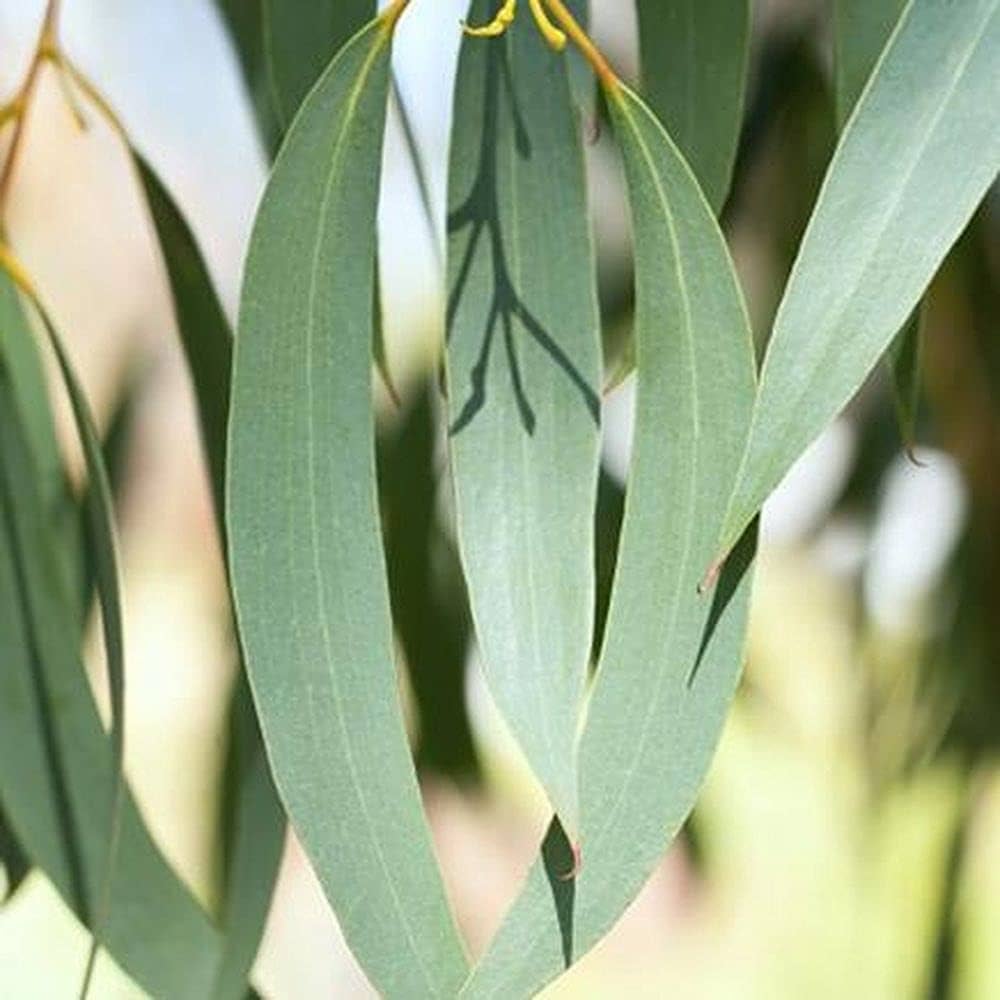 Sea Green Eucalyptus Plant Seeds for Outdoor Gardens and Landscaping – Fresh Herb for Your Garden