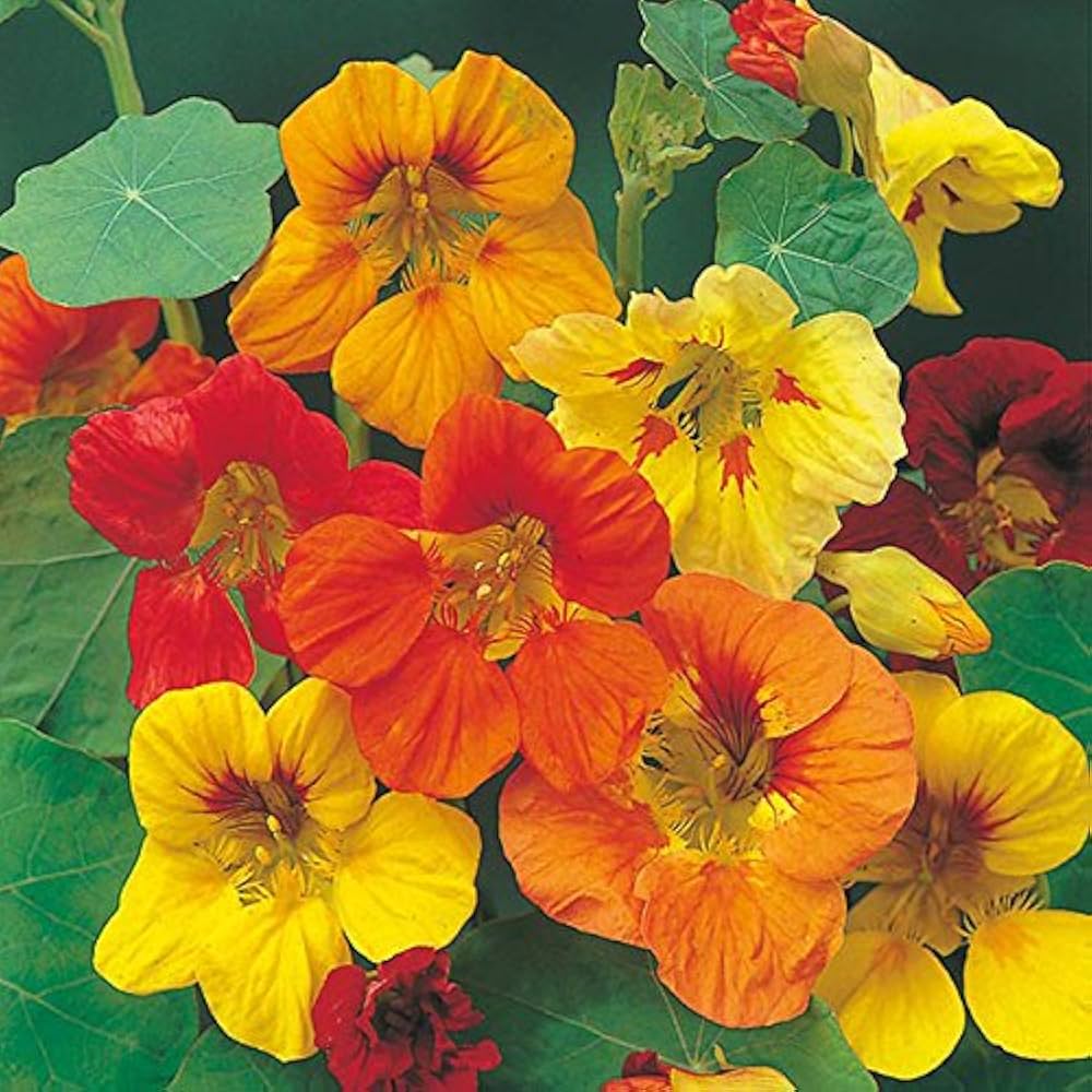 Nasturtium Tropaeolum Majus Alaska Mix Flower Seeds for Planting