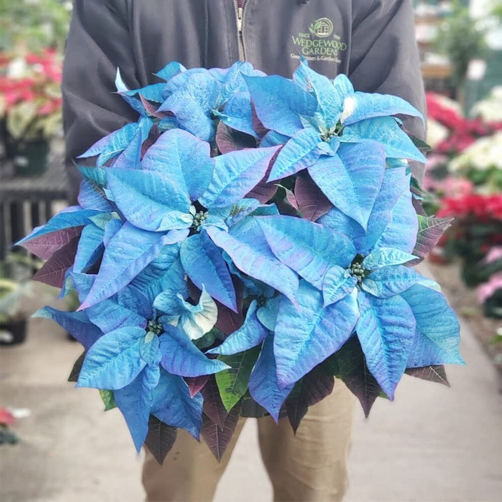 Heirloom Non-GMO Sky Blue Poinsettia Flower Seeds for Planting – Rare Colorful Blooming Flower Seeds