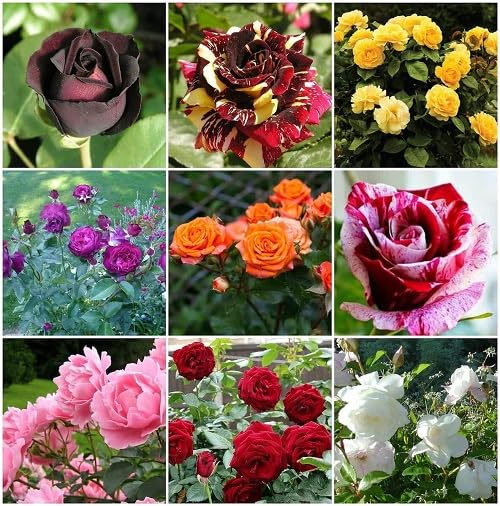 Mixed Rose Flower - Heirloom, Non - Gmo Seeds