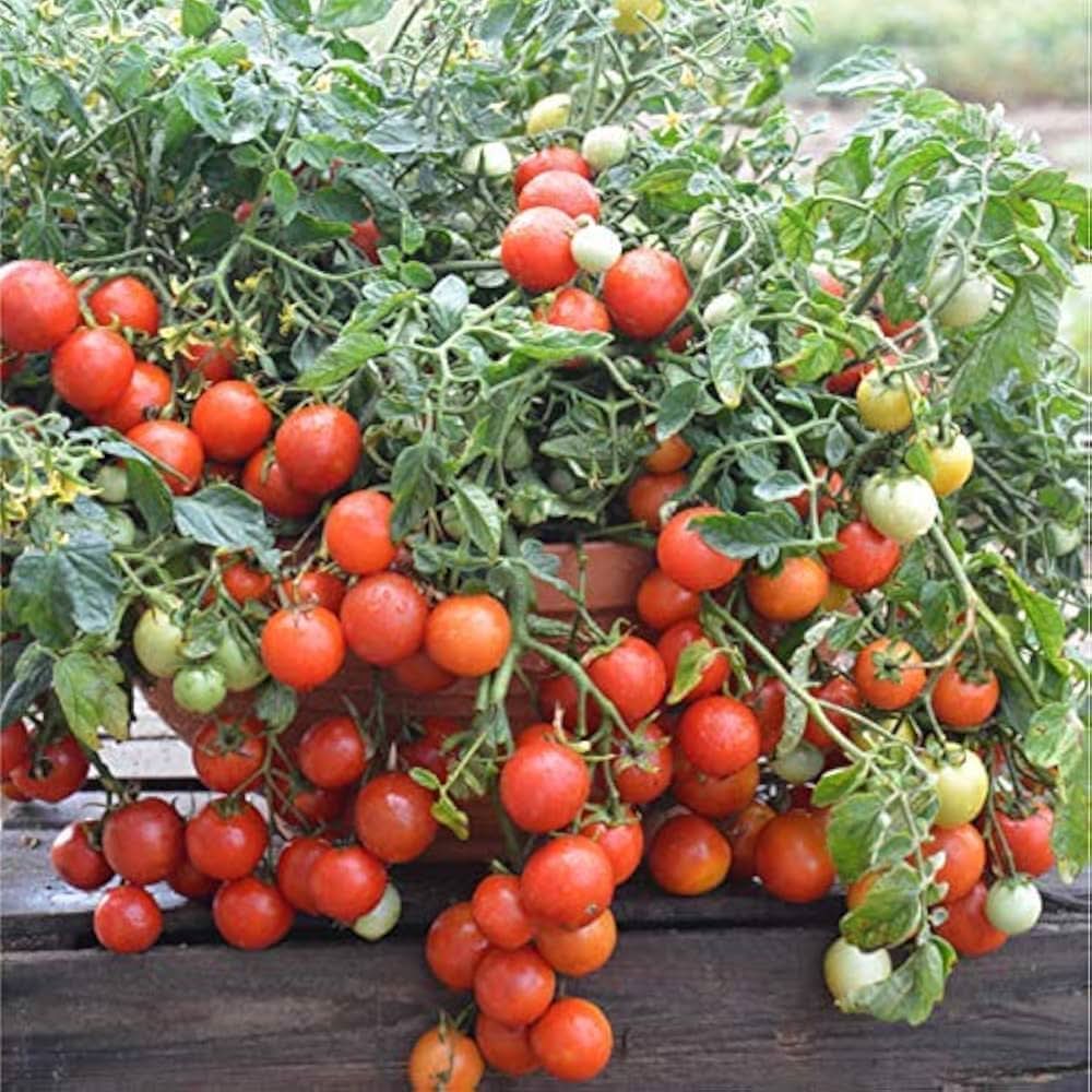 Tree Tomato Climbing Variety Light Gray Fruit Seeds