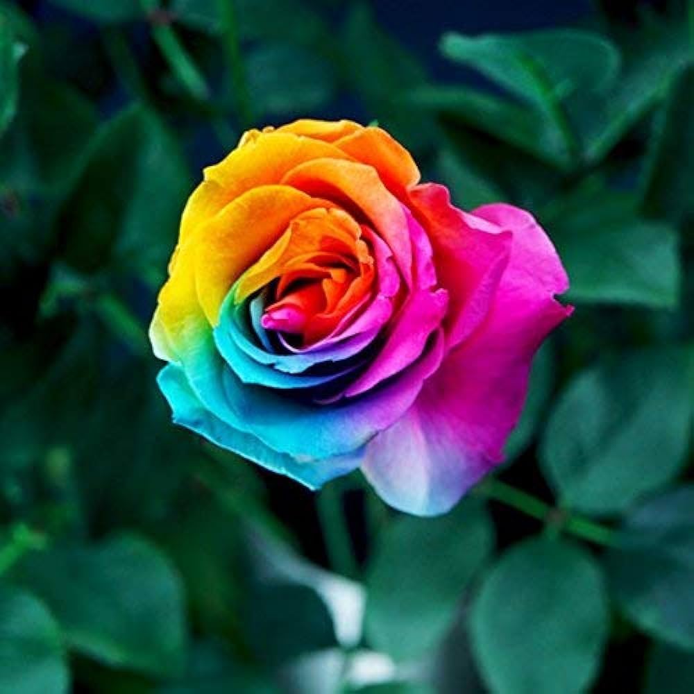 Rainbow Rose Rosa hybrida Greenery Flower Seeds for vertical garden and outdoor pots