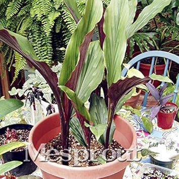 Green Kaempferia Heirloom Non Gmo Image