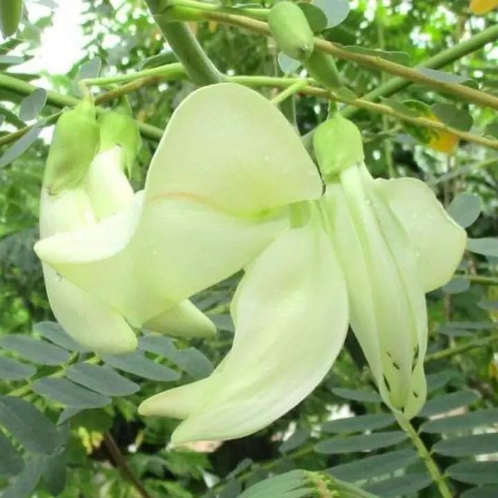 Heron Flower Seeds for Planting, NON GMO Seeds Dhara Seeds