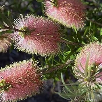 Pink Champagne Callistemon Flower Seeds for Planting NON GMO Seeds Dhara Seeds