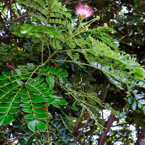 Albizia Saman Albizia saman Flower Seeds for Planting in Tropical Garden