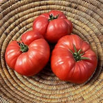 Tomato Solanum lycopersicum seeds for garden planting