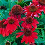 Heirloom Red Echinacea Coneflower Seeds for Planting - Non-GMO Garden Seeds seeds for planting in home garden