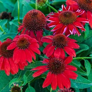 Heirloom Red Echinacea Coneflower Seeds for Planting - Non-GMO Garden Seeds seeds for planting in home garden