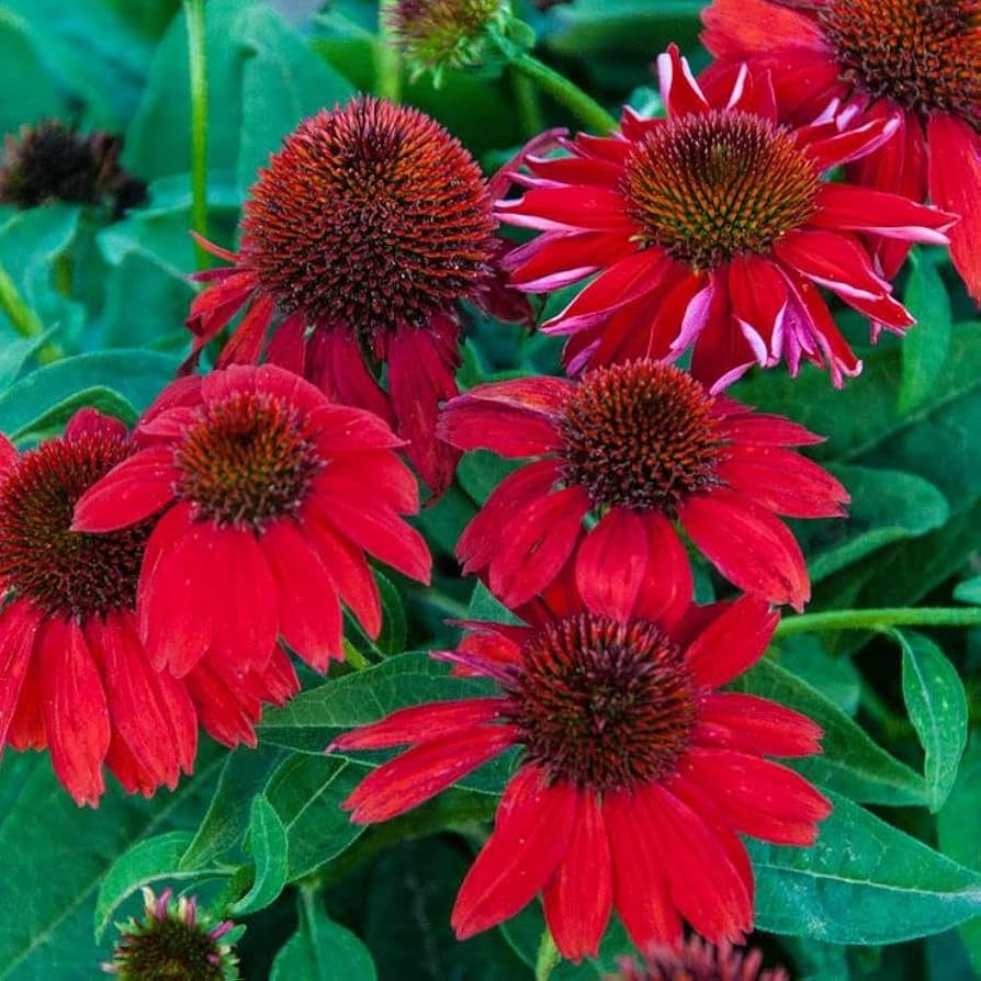 Coneflower Echinacea Purpurea Red Flower Seeds for Planting – Perfect for Pollinator Gardens and Medicinal Borders