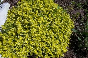 Yellow Stonecrop Flower Seeds for Planting, 100 seeds for planting in home garden