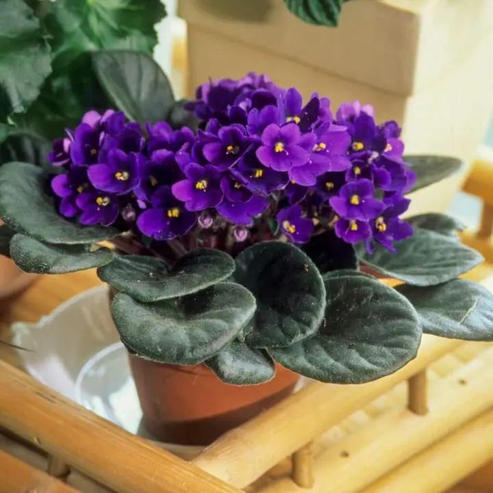 African Violet Flower Seeds – Heirloom, Non-GMO Seeds for Planting Indoor Blooming Plants Dhara Seeds