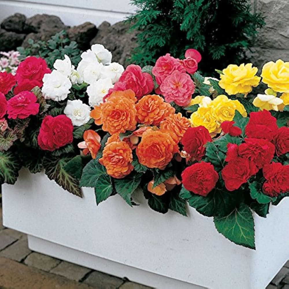 Begonia Begonia semperflorens flower seeds for planting in indoor pots and shaded gardens