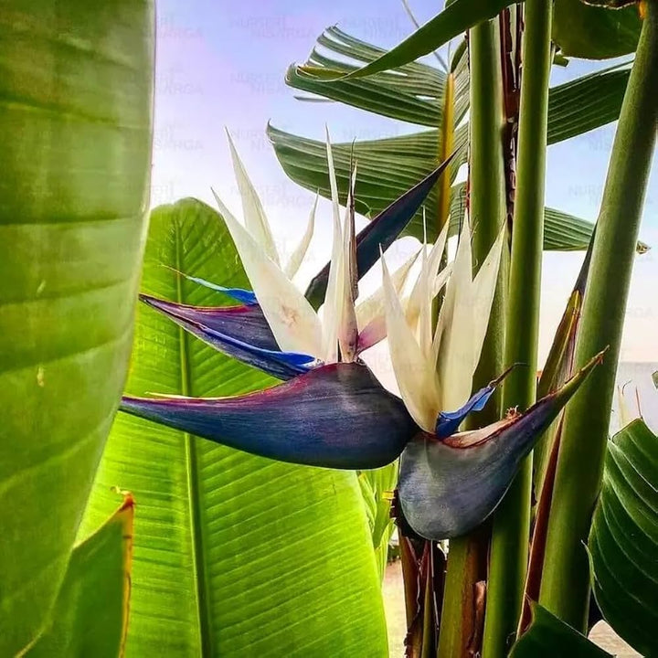 Heirloom Non-GMO White Strelitzia Reginae Houseplant Seeds for Planting – Exotic Bird of Paradise Seeds
