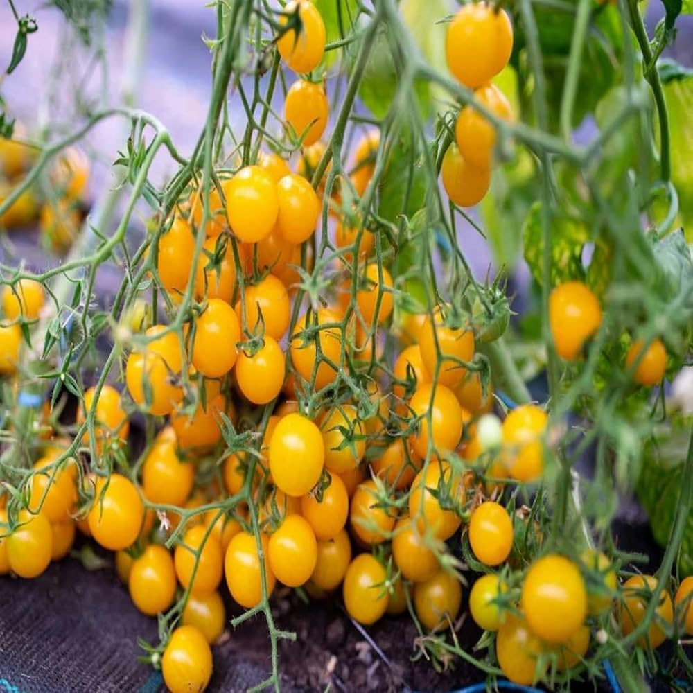 Golden Cherry Tomato Seeds for Planting Solanum lycopersicum Urban Garden Pots