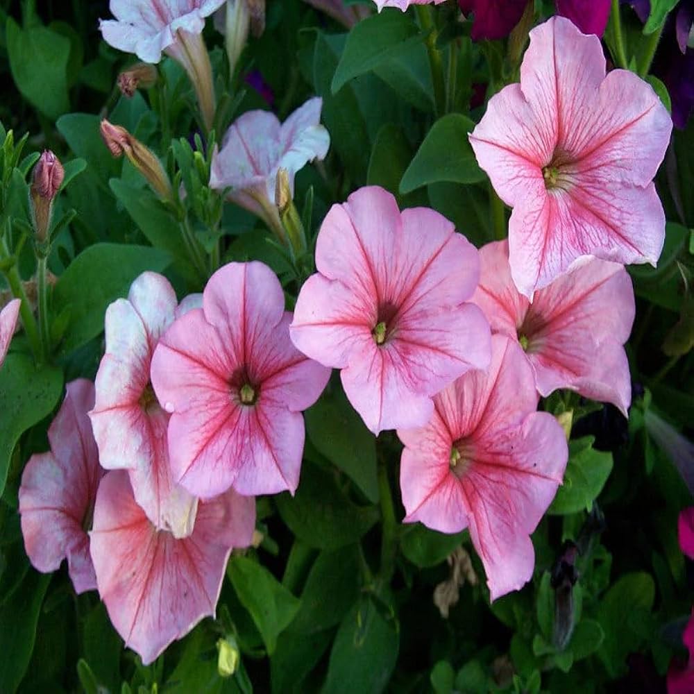 Pelleted Appleblossom Dreams Petunia Seeds