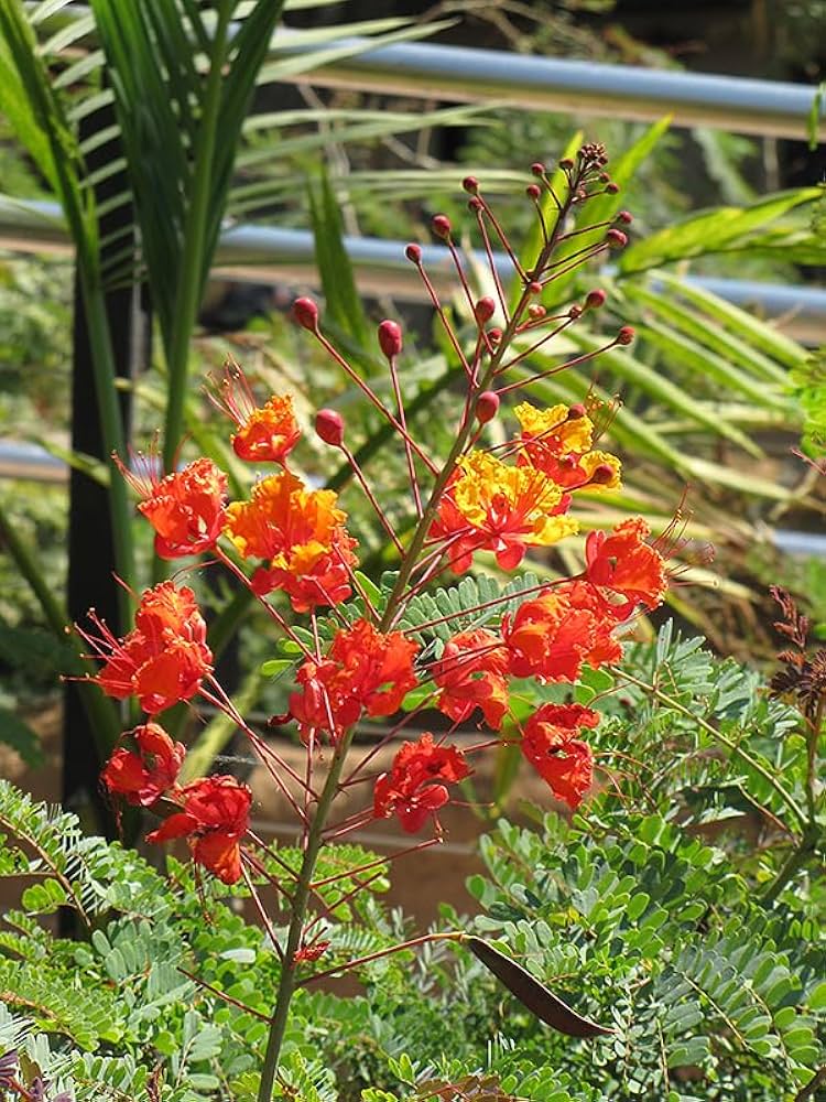 Caesalpinia Gilliesii Seeds for Planting for Flower Bed