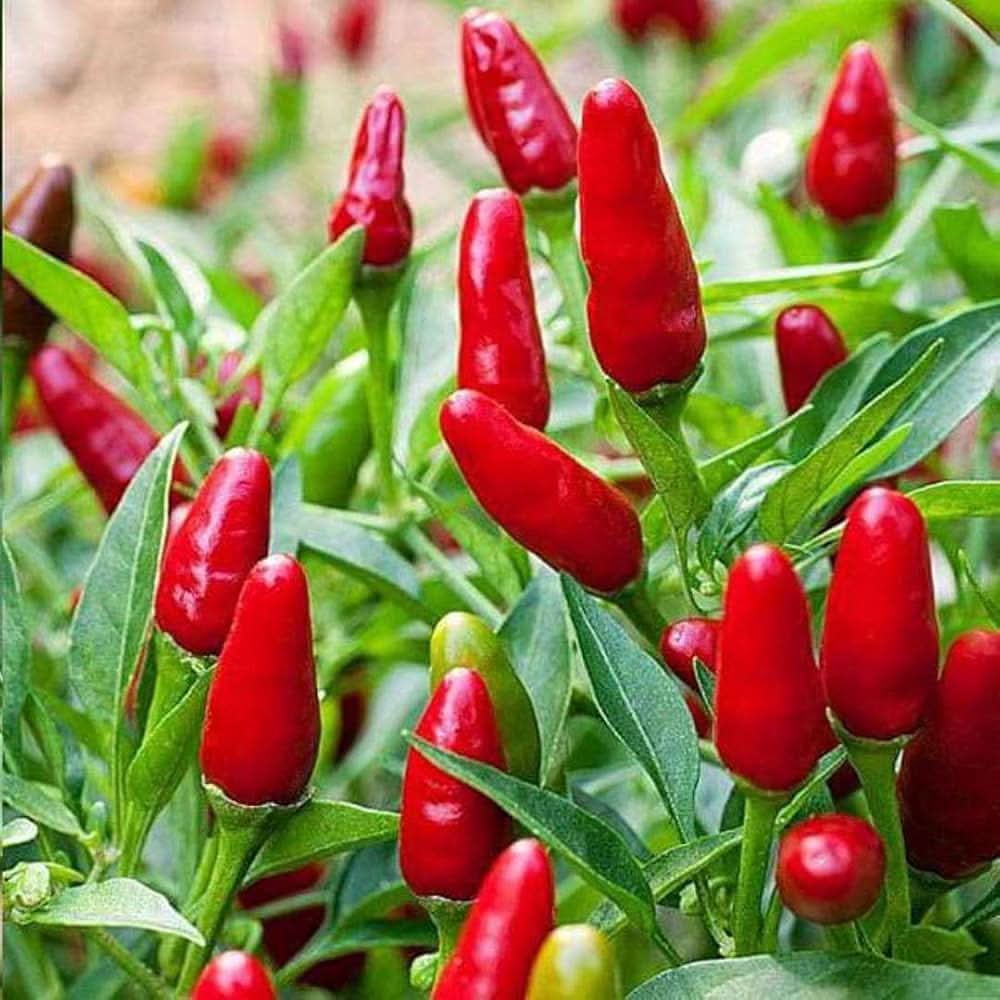 Mini Spices Red Chili Pepper Plant Seeds
